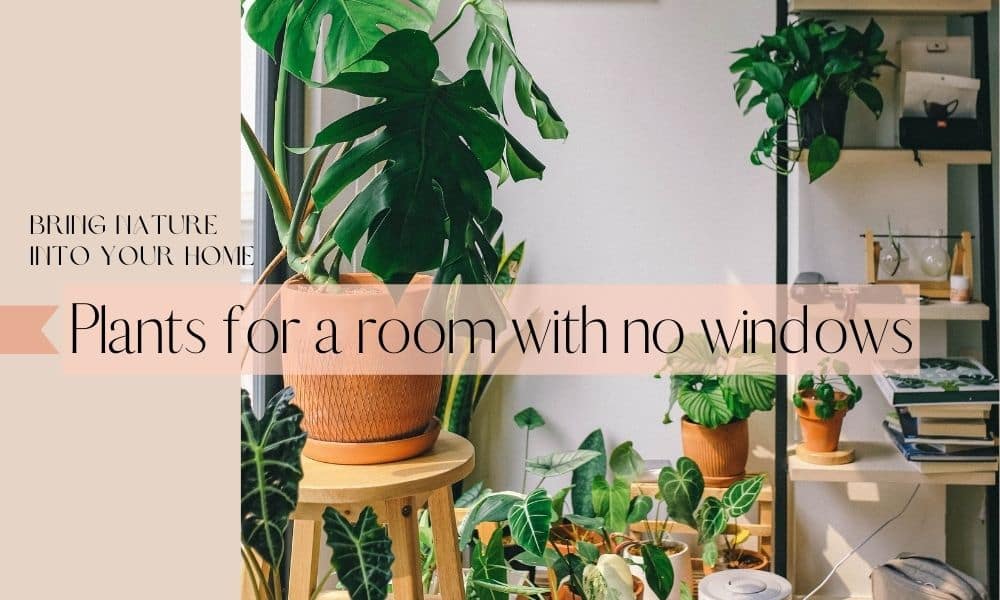 5 best Plants for Room without Windows Cityorchid